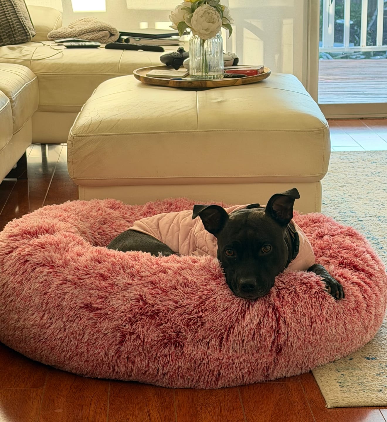 Customer photo review of Cover For PaWz Calming Pet Bed