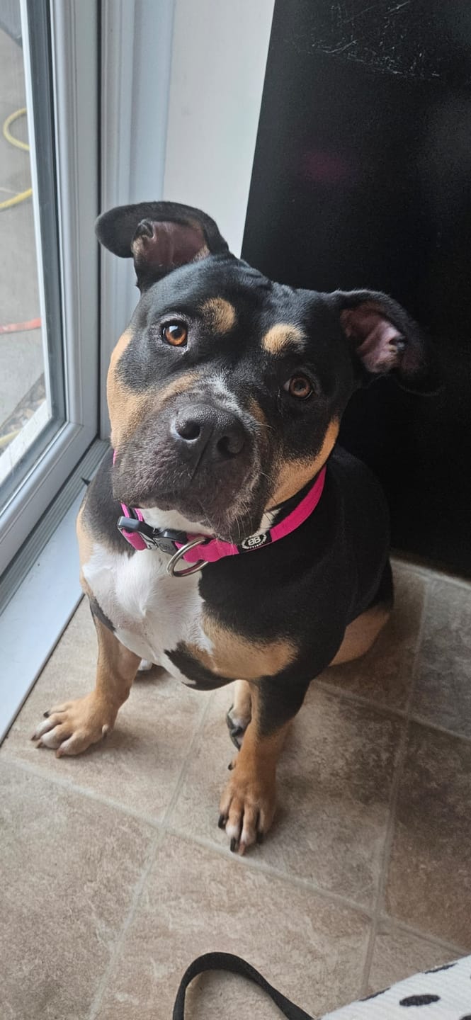 Customer photo review of 4cm Combat® Collar | No Handle & Secured Clip - Magenta