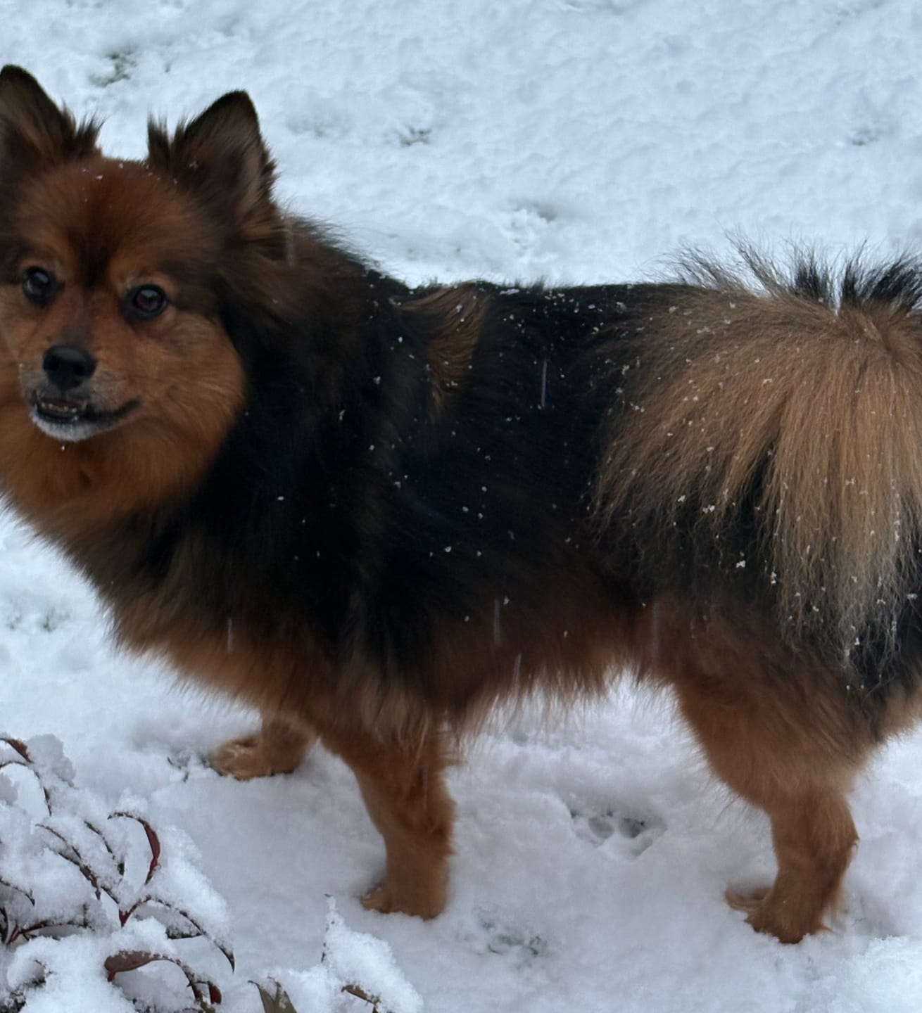 Customer photo review of Beemzy Tandpoeder voor Honden
