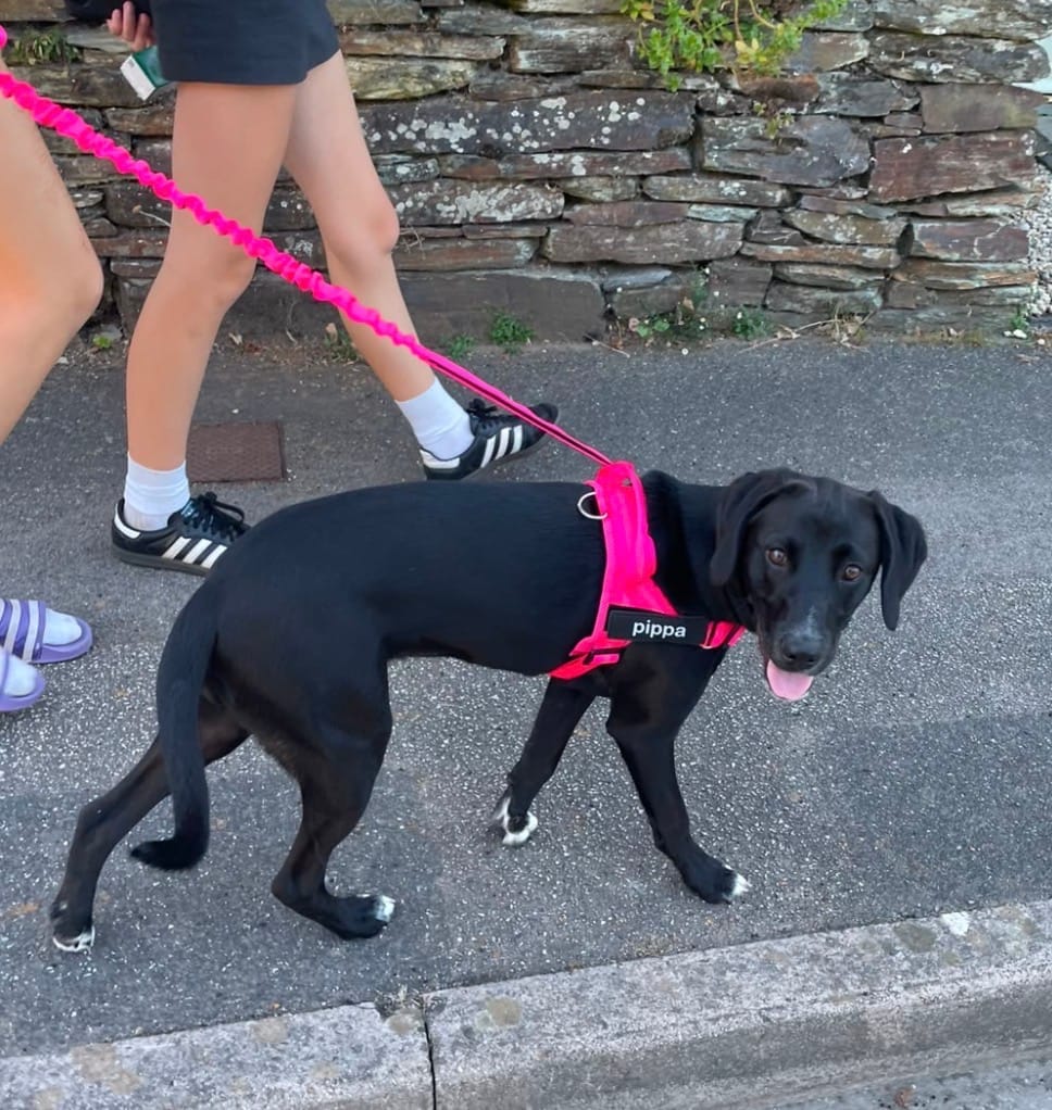 Customer photo review of MellowPurr Çekiş Önleyici Köpek Göğüs Tasması | Ön Klipsli Kontrol