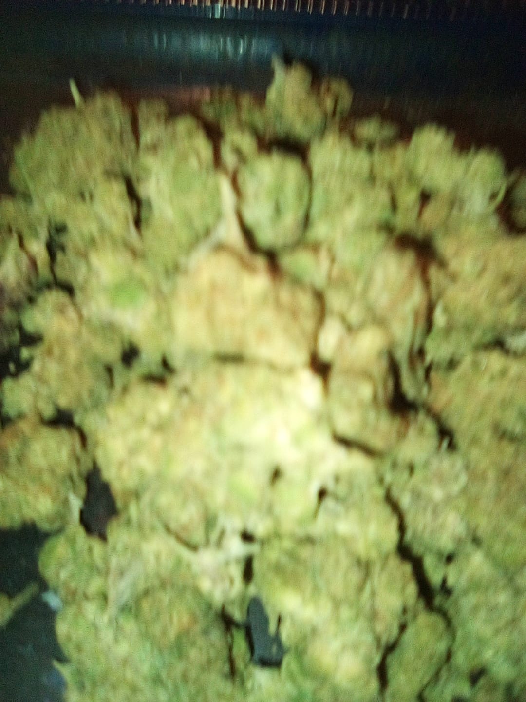 Customer photo review of GMO - 28 Grams - Indica