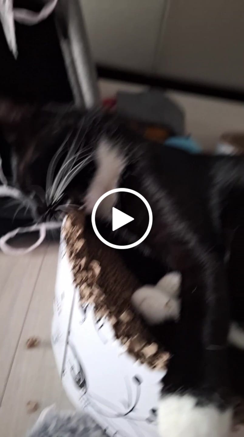 Customer video review of Darmflora Test Katze