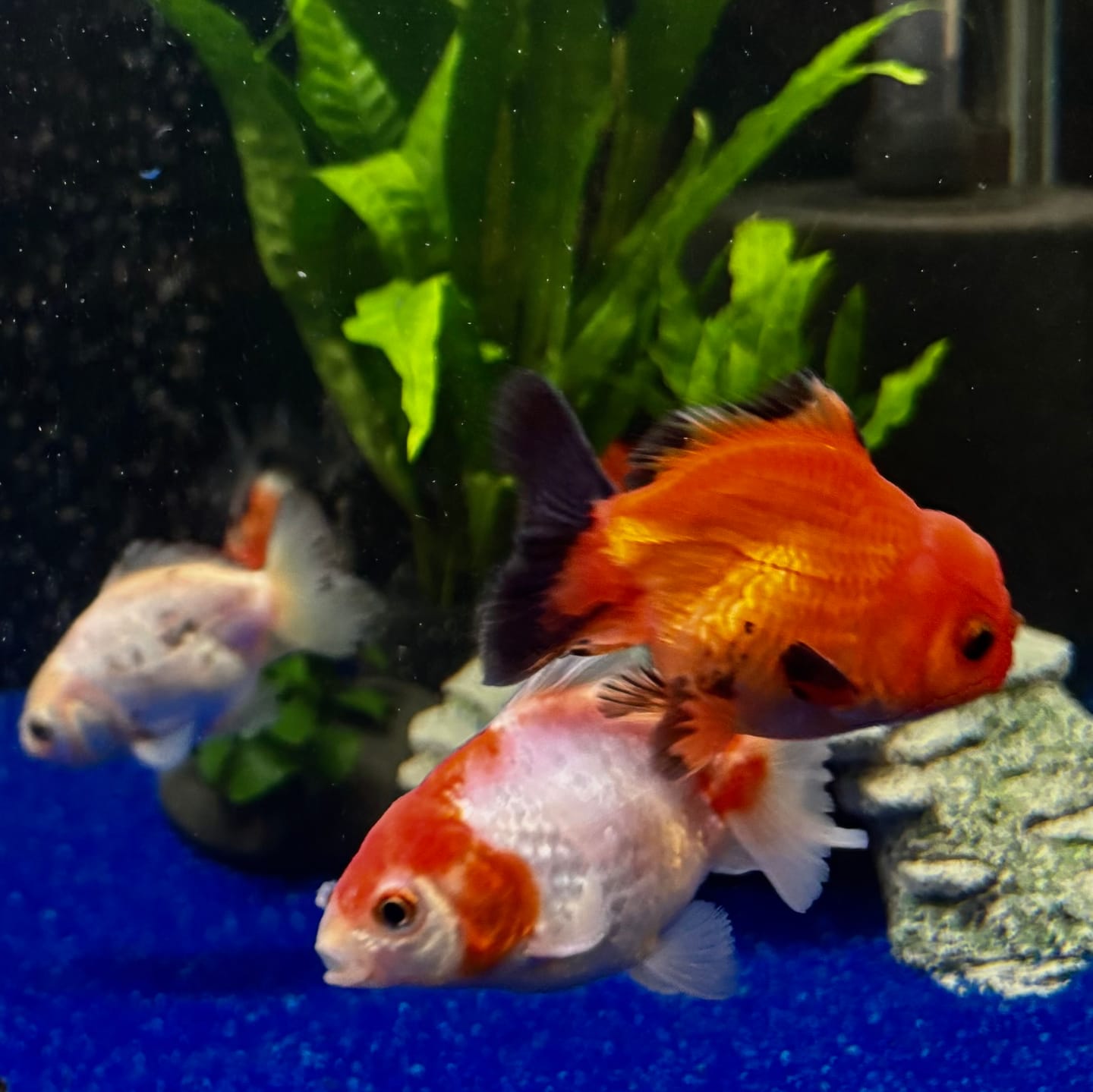 Customer photo review of Live Premium Fancy Goldfish Thai Oranda 2"-4" Body Panda (Our Choice)