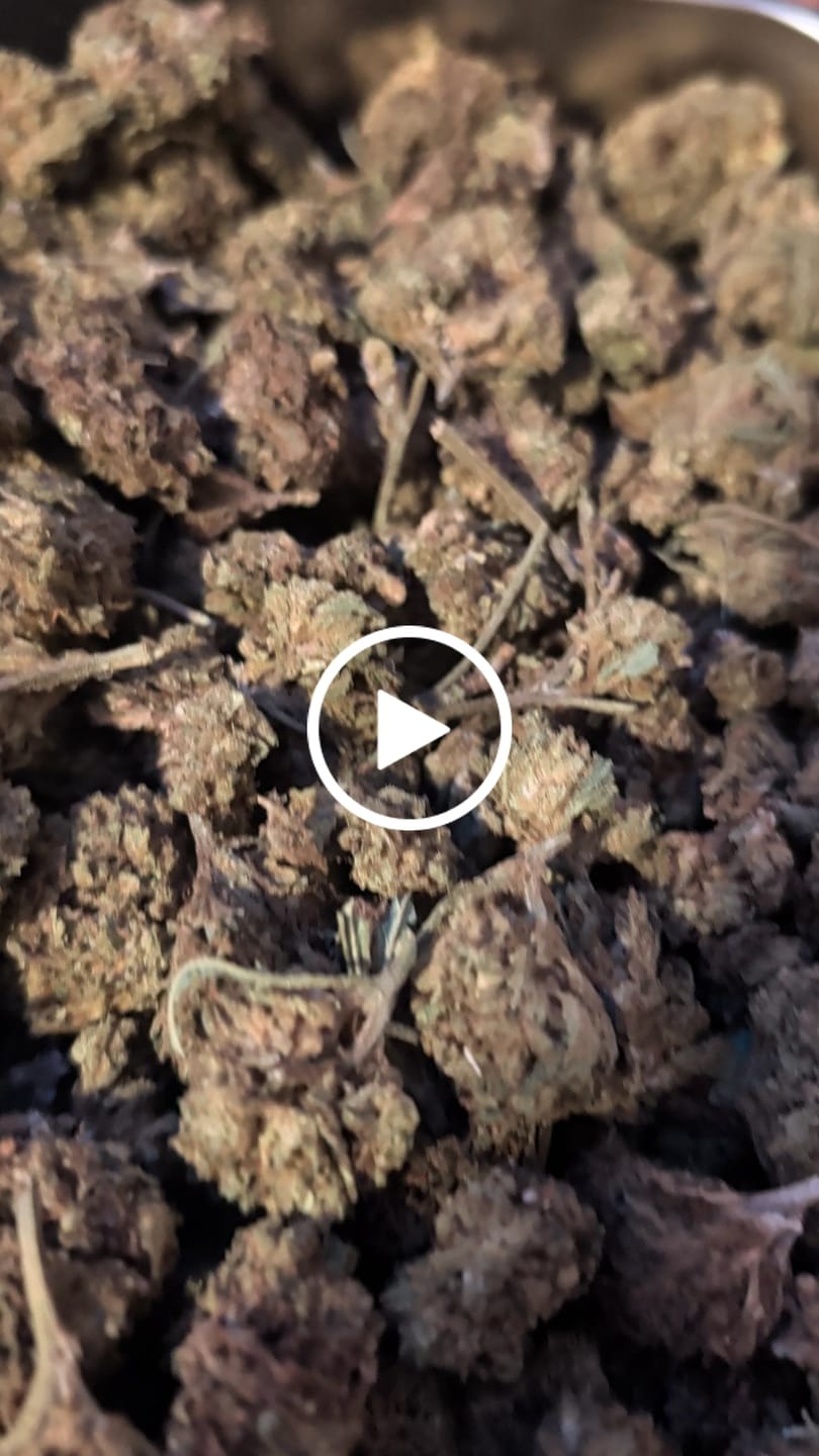 Customer video review of Amnesia Haze - Bulk - Sativa
