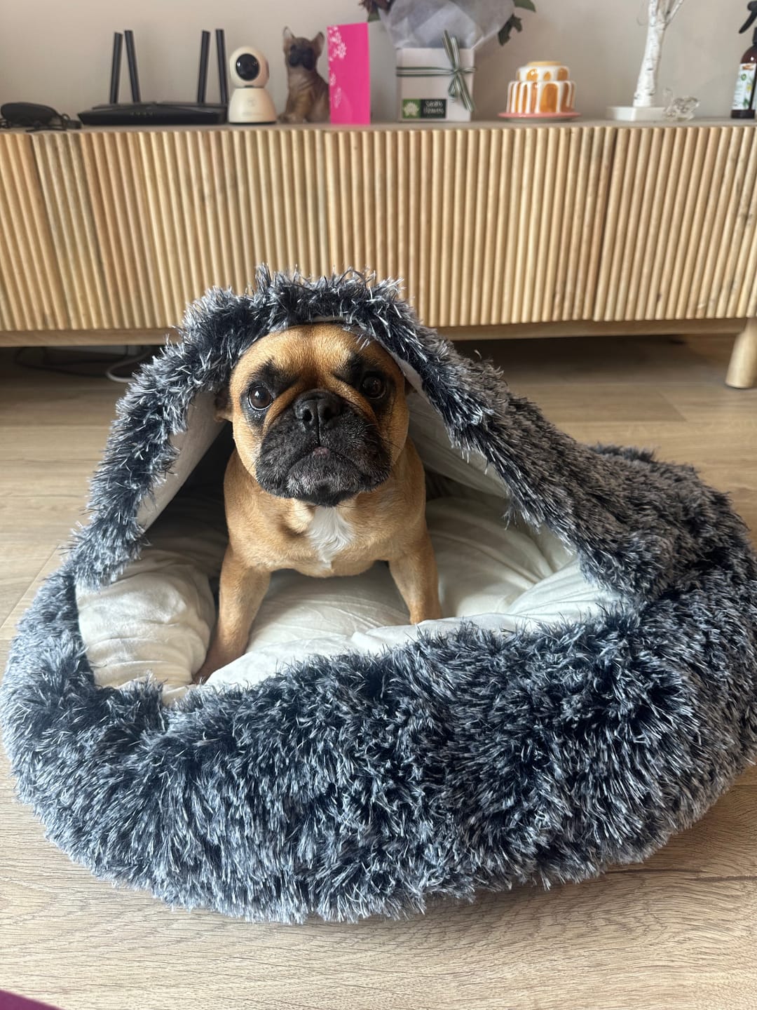 Customer photo review of Pet Cave Dog Bed - Removable Cover