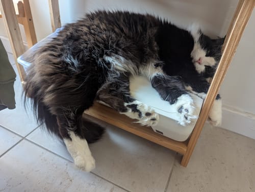 Le chat d'un client, au poil long et doux, dort paisiblement sur une étagère.