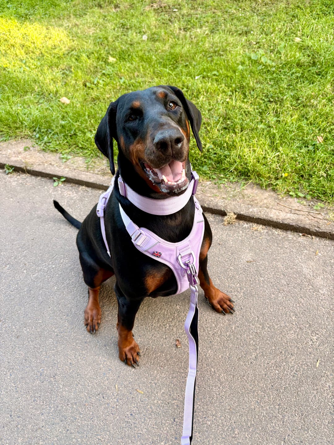 Customer photo review of Anti Pull Hurricane Harness Lighter | With Handle - Lavender X Ube