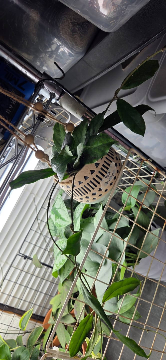 Customer photo review of Hoya 'Breelynn'