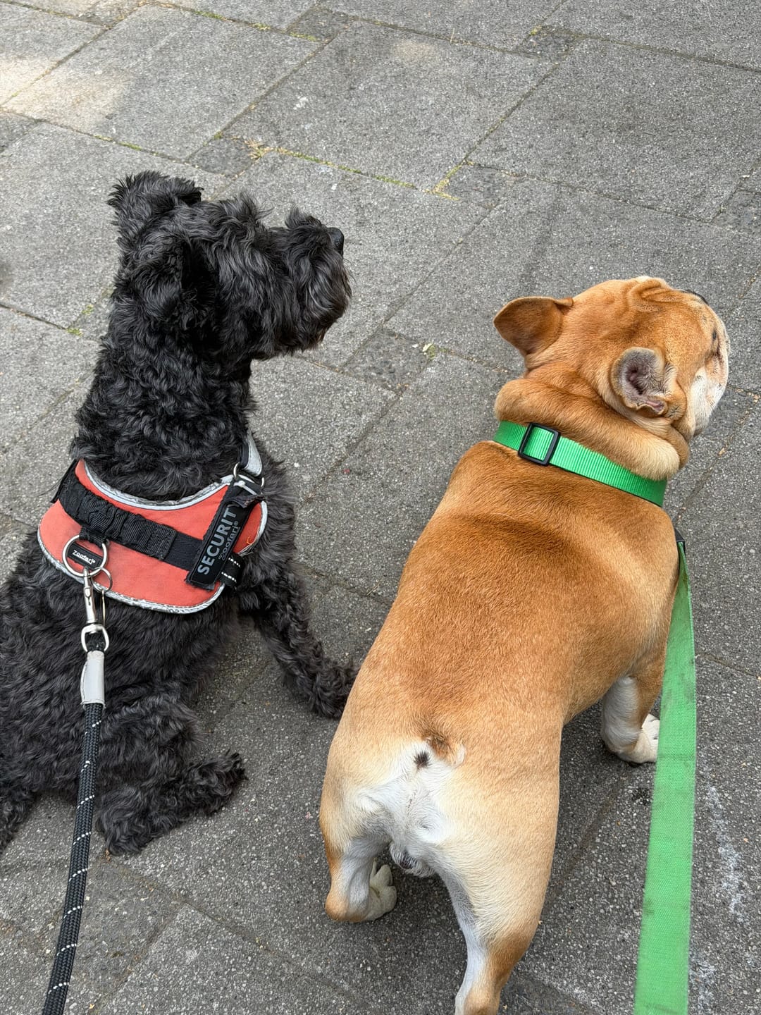 Customer photo review of City collar