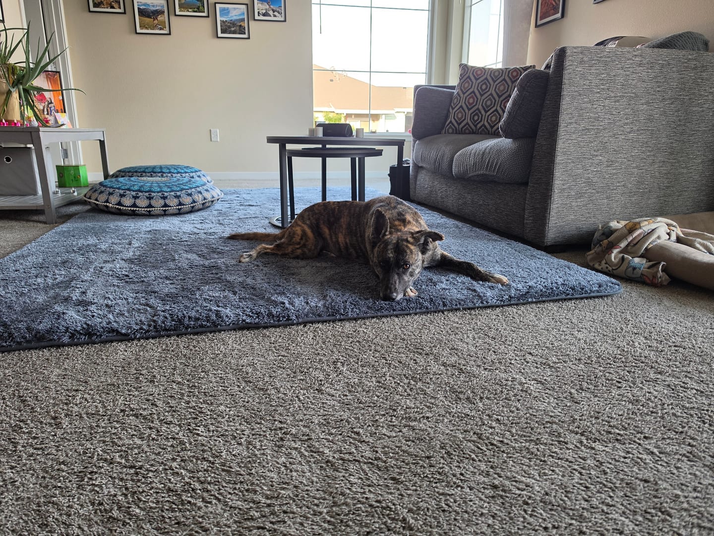 Customer photo review of Deluxe Shaggy Relax Mat - 1.4" Thick Foam Base