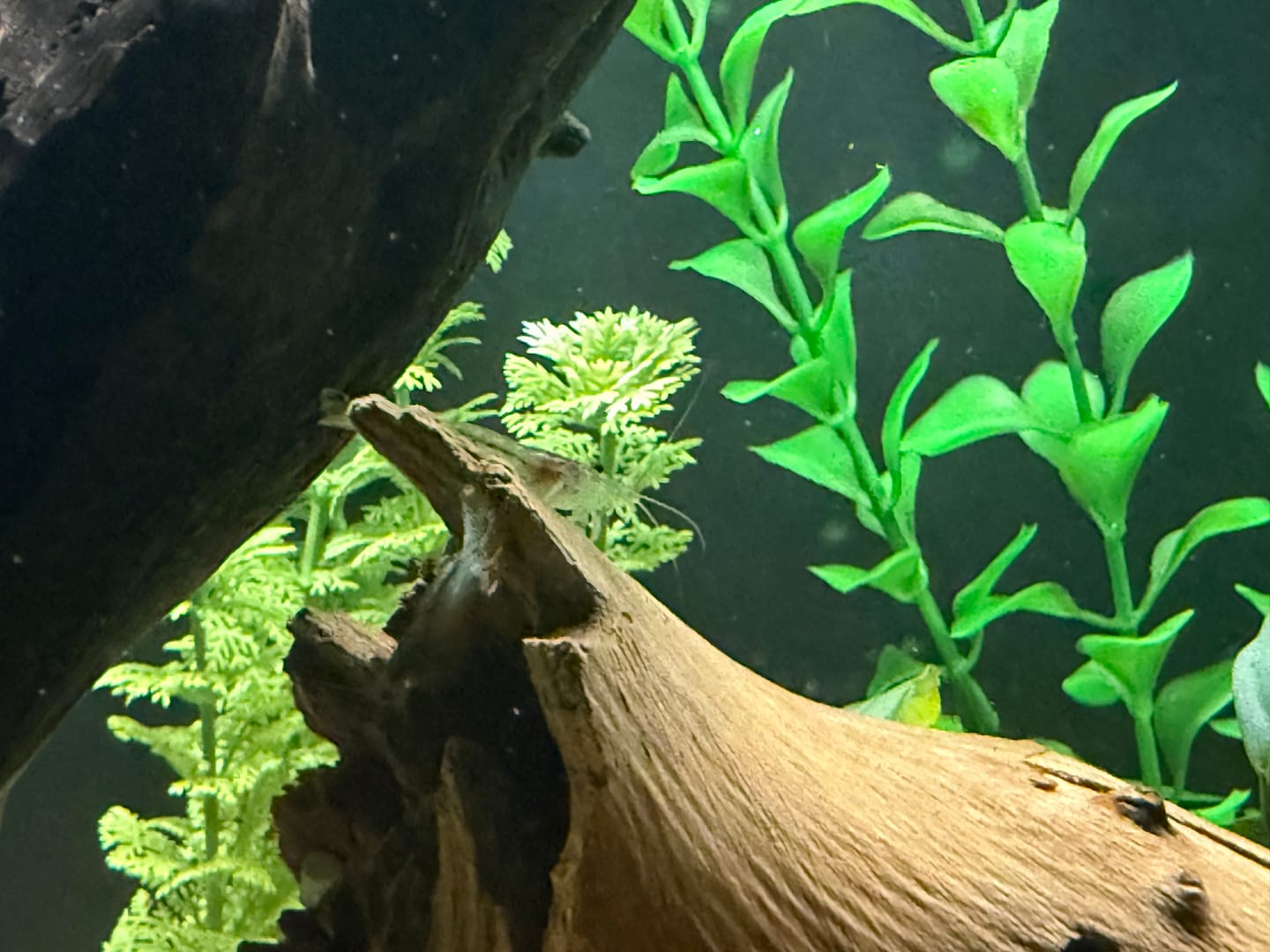 Customer photo review of Amano Shrimp