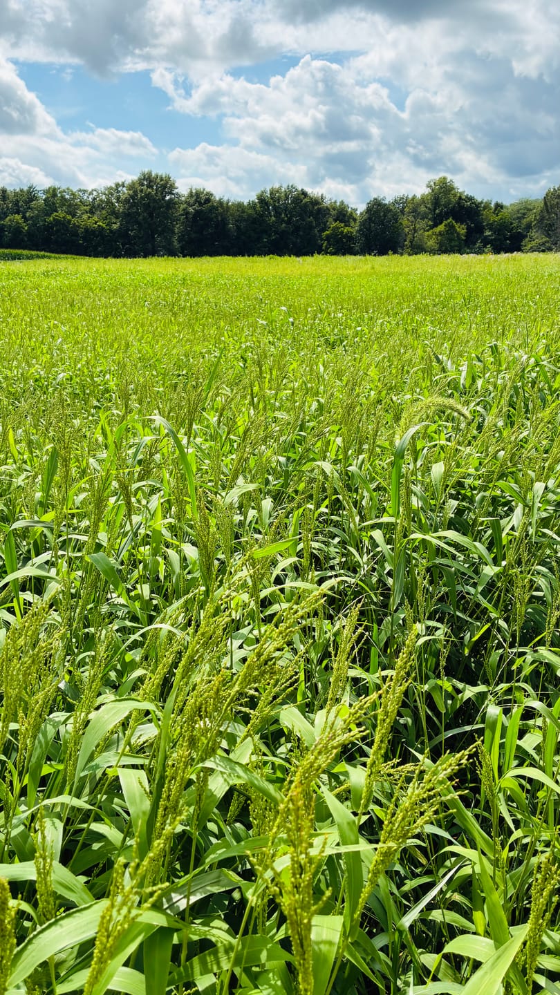 Customer photo review of Dove & Quail Plot