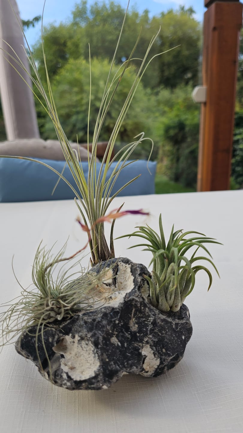 Customer photo review of Tillandsia ionantha
