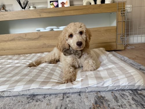 Customer photo review of Summer Breeze Cooling Mat