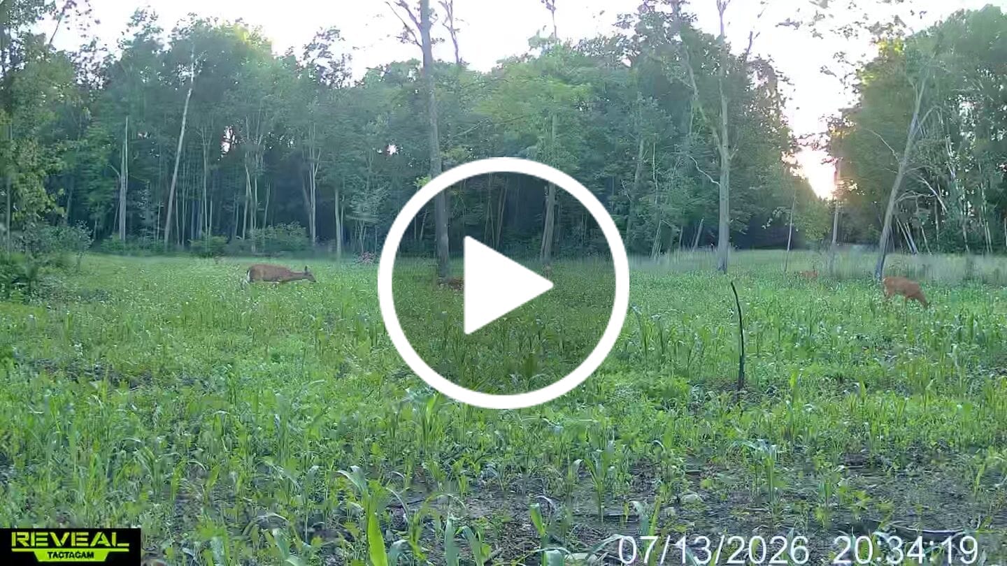 Customer video review of Summer Bulk