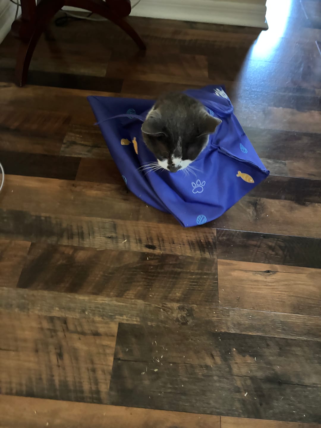 Customer photo review of Kitastic Cat Carrier