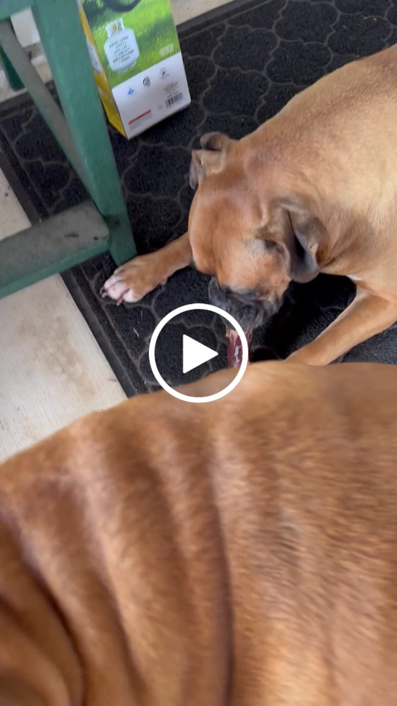Customer video review of 6 Inch Trachea Wrapped in Jerky