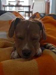 Customer photo review of Frontline Plus for Small Dogs 5 to 22 lbs – 6 Month Flea and Tick Treatment
