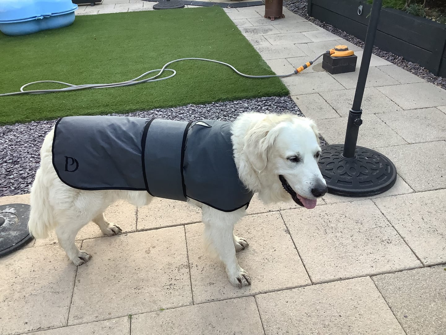 Customer photo review of Luxury Dog Cooling Coat