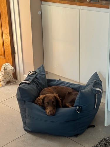 Customer's brown dog resting in the blue XL Dog Dock on a tiled kitchen floor.