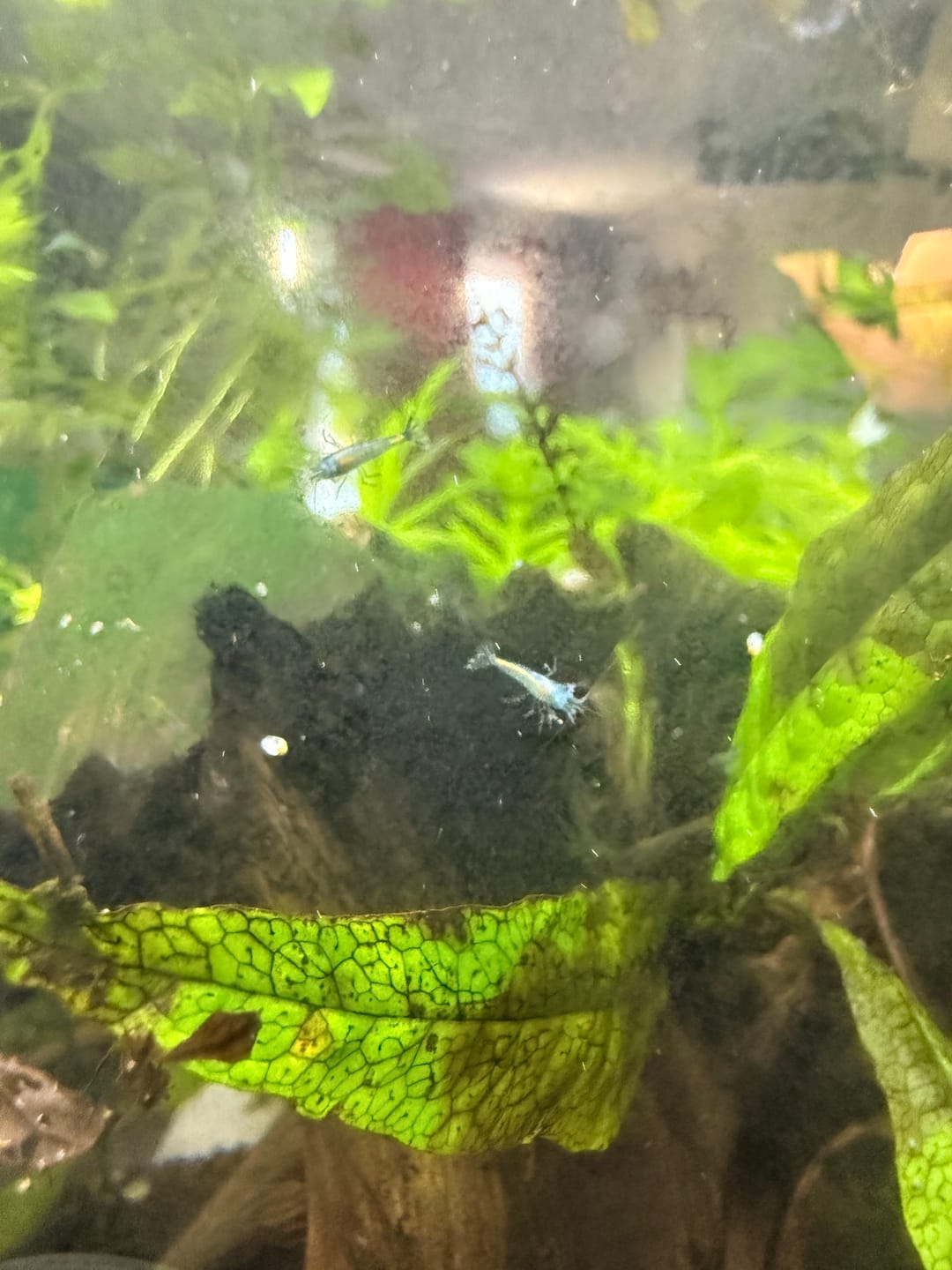 Customer photo review of Blue Dream Shrimp