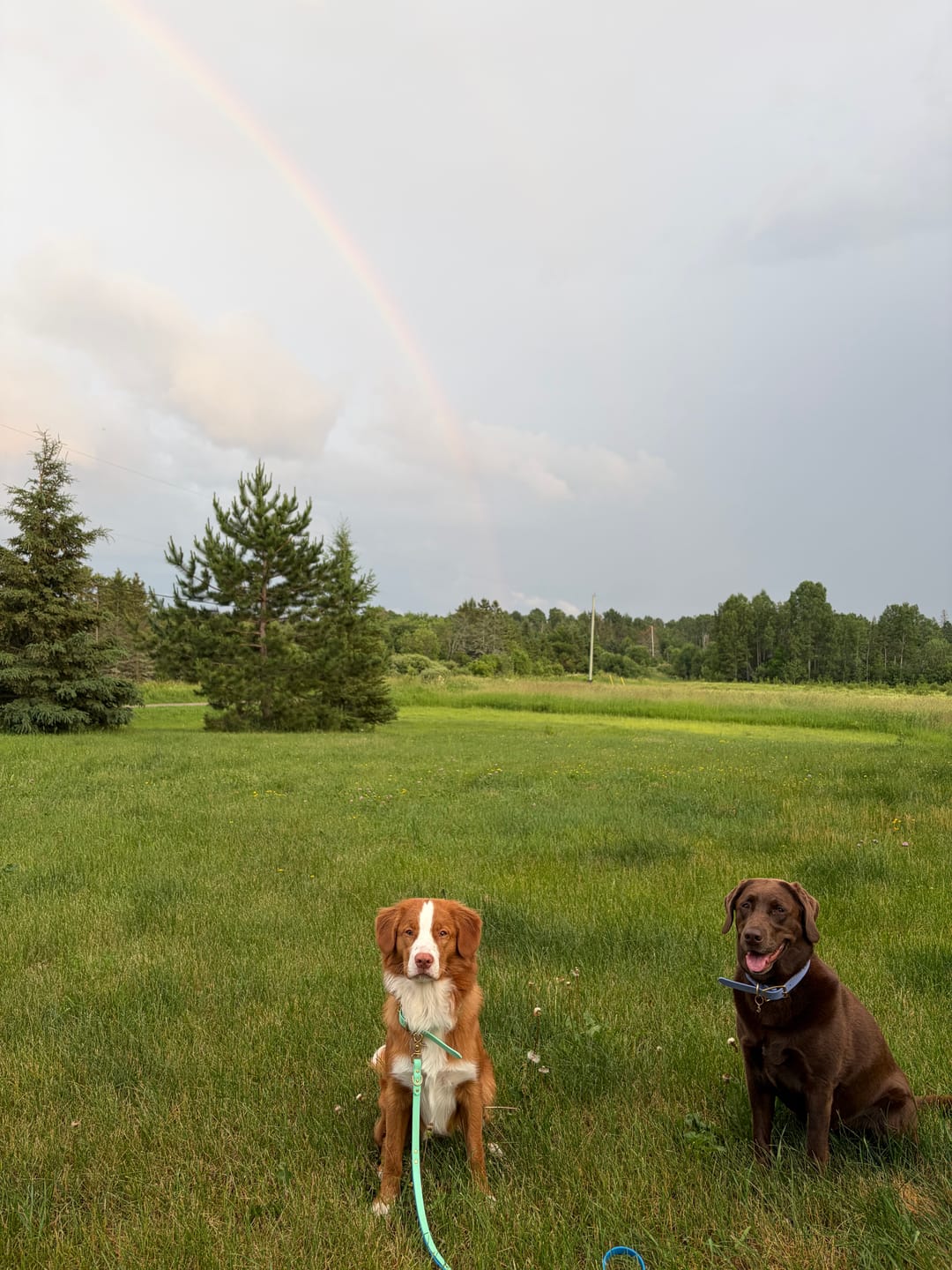 Customer photo review of Seafoam - Classic Biothane Dog Collar