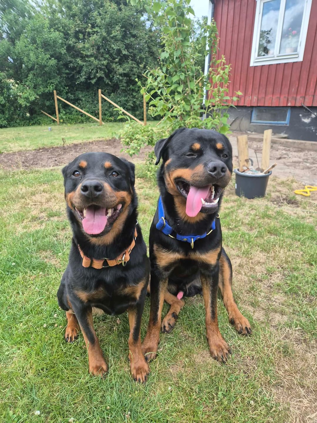 Customer photo review of Martingale halsband med namn