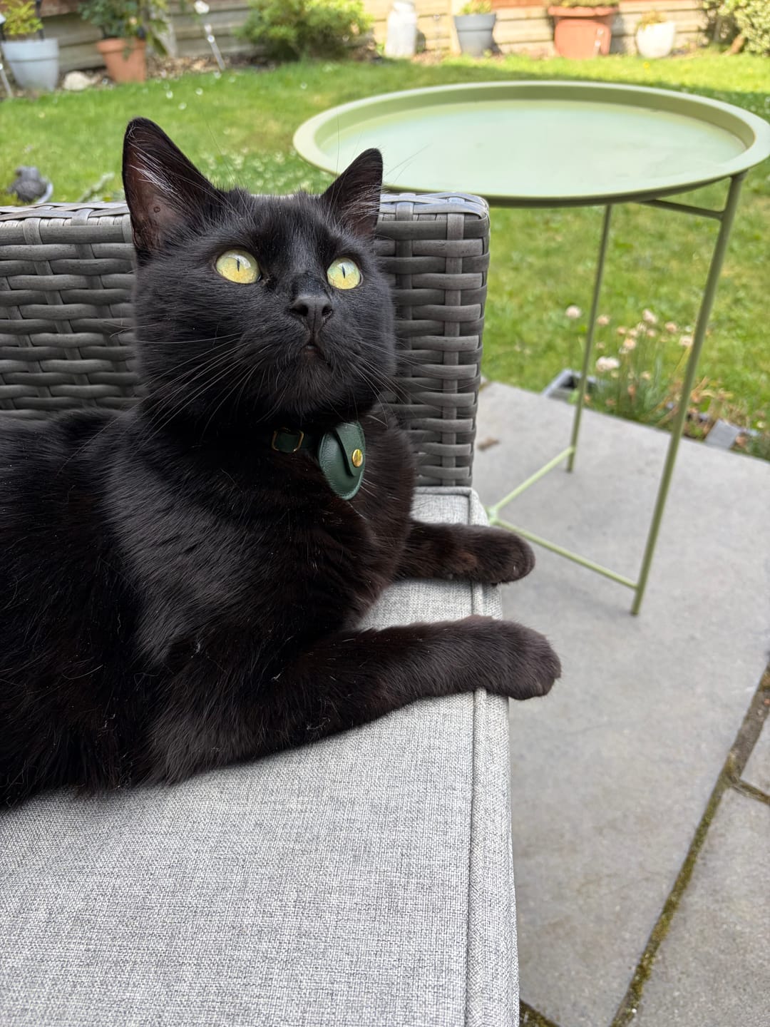 Customer photo review of Breakaway Cat Collar