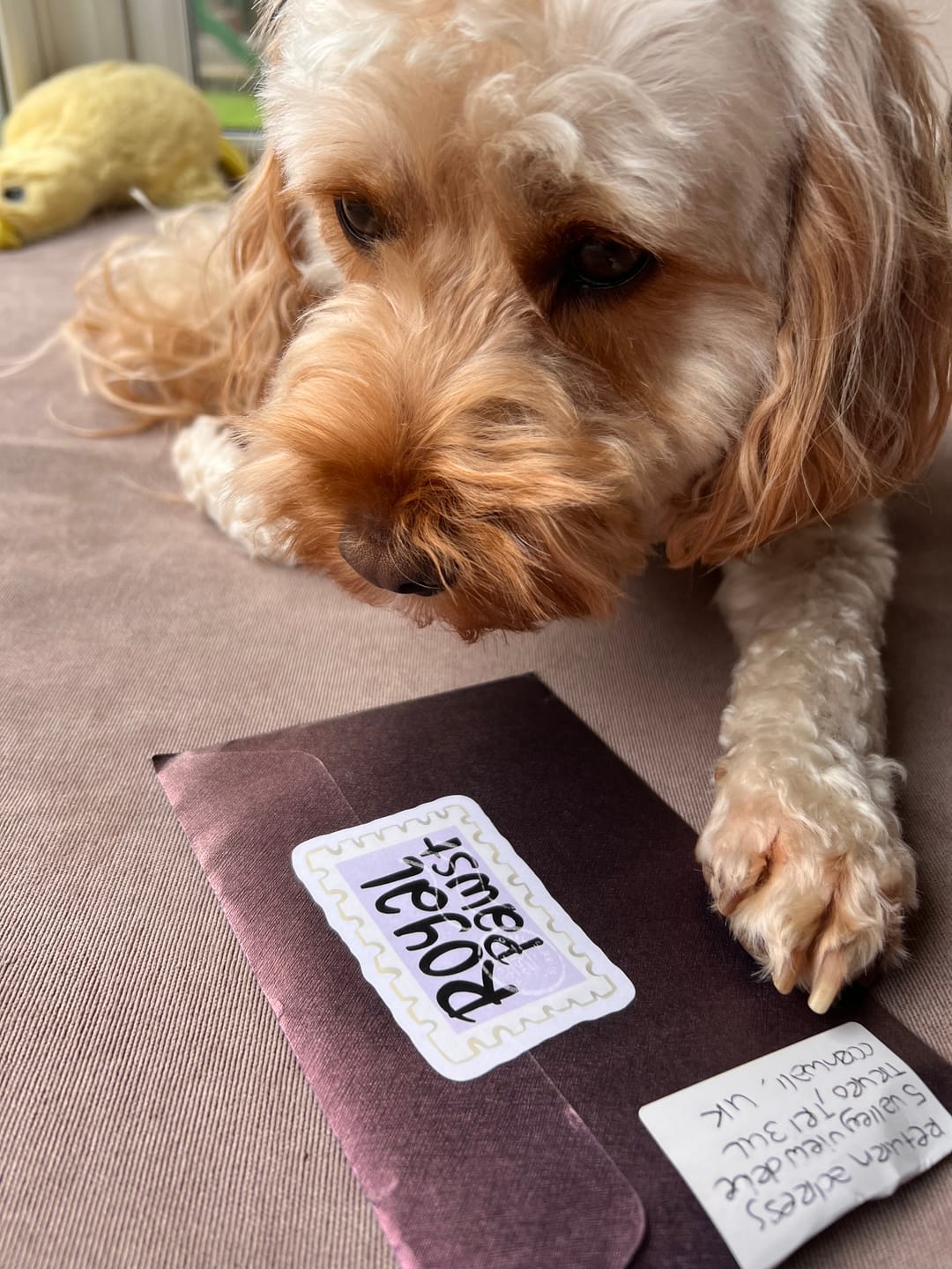 Customer photo review of Royal Pawst Membership