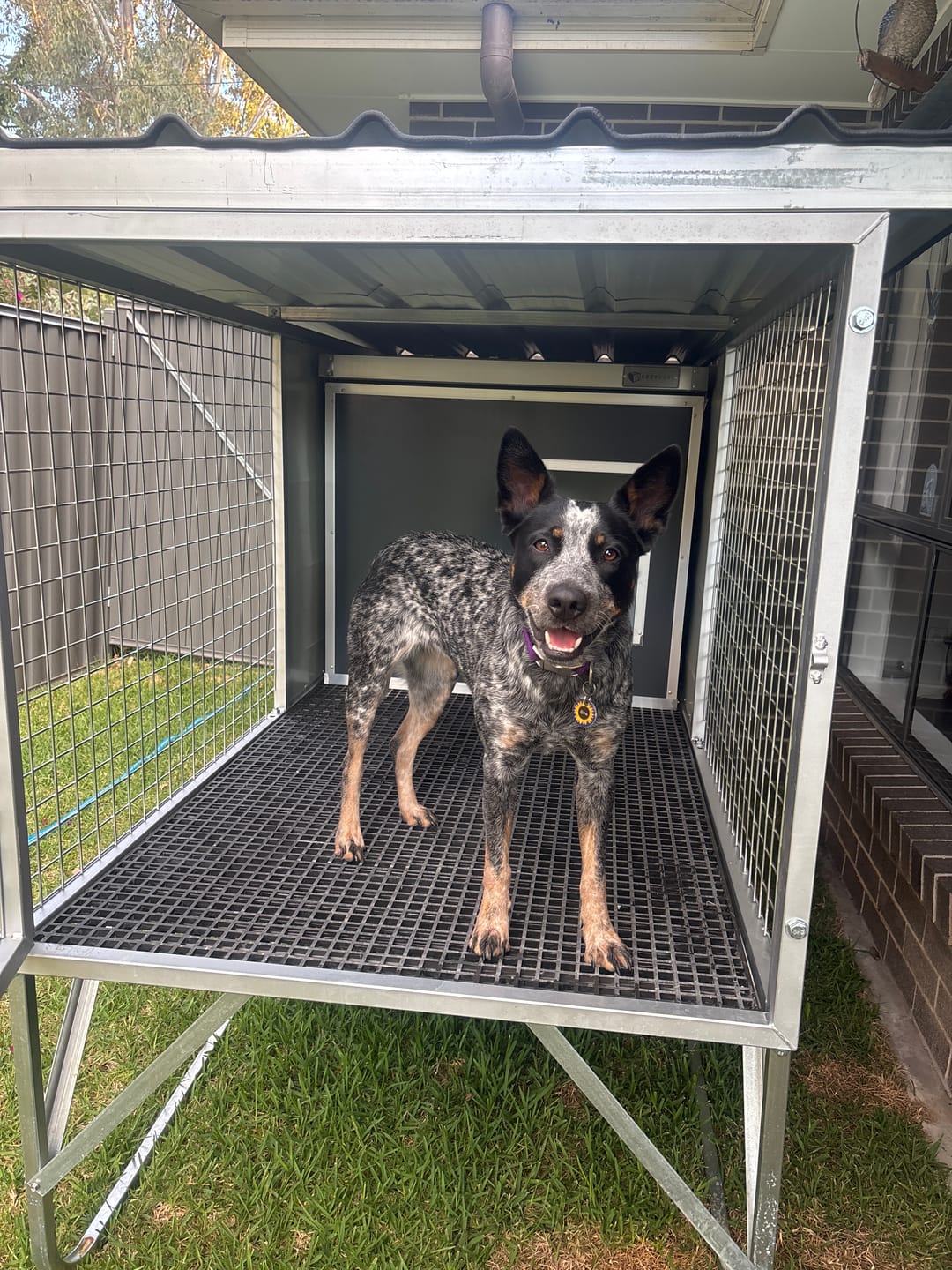 Customer photo review of Raised Safety Kennel