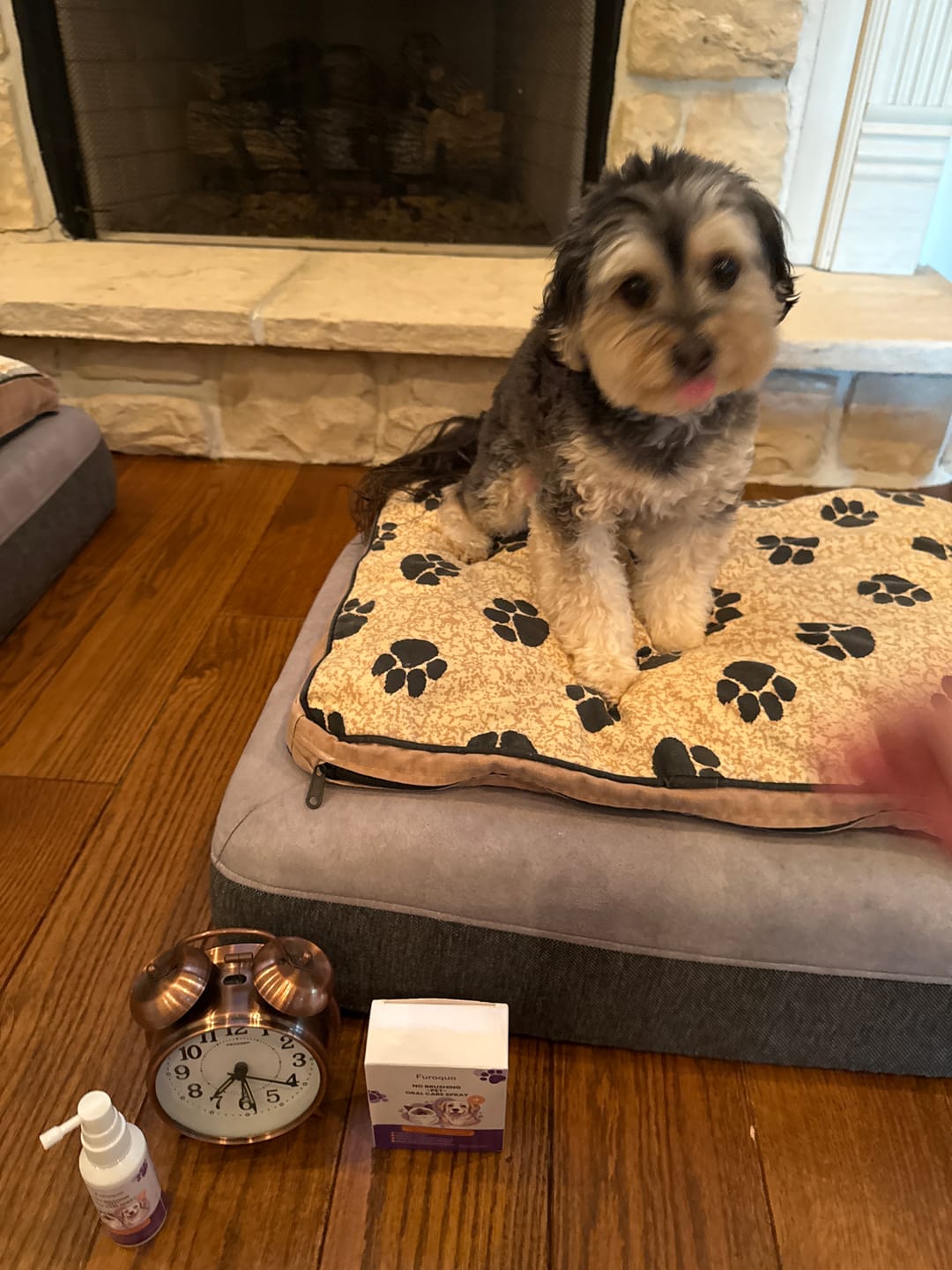 Customer photo review of Dental Pet Spray by Furaqua || Veterinarian Recommended 🏆