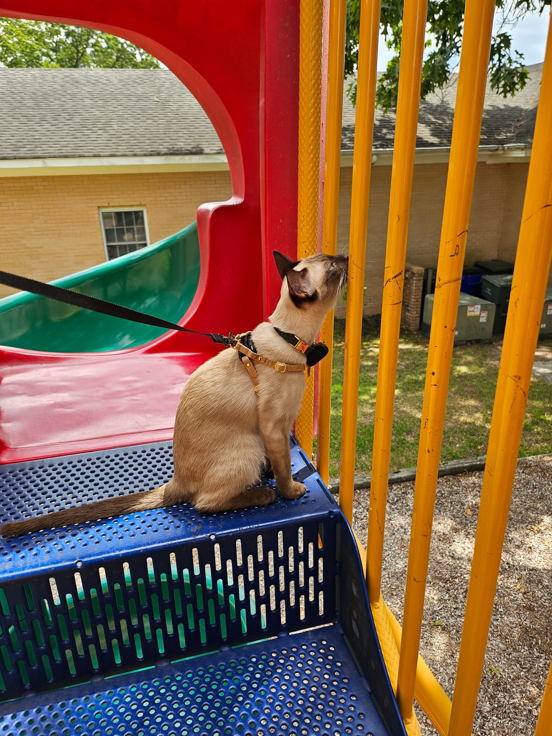 Customer photo review of The Supakit Cat Harness