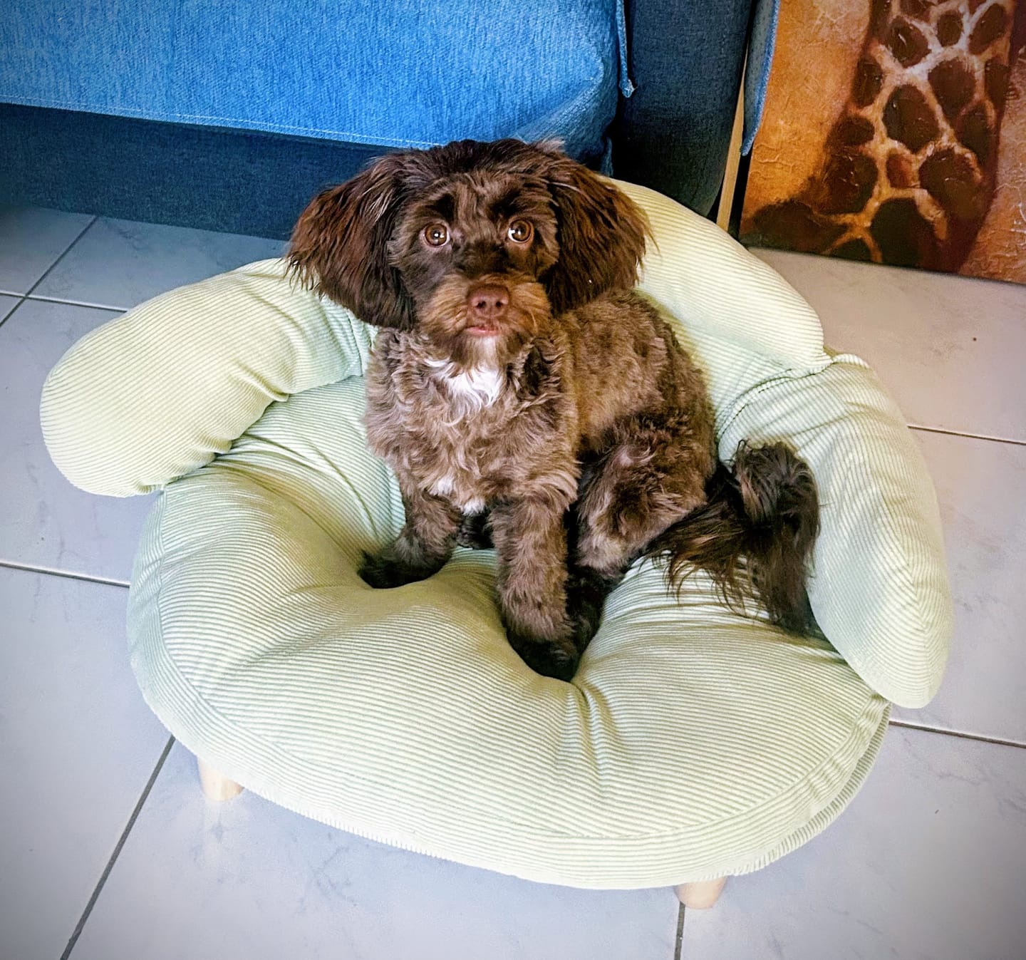 Customer photo review of CloudNest Elevated Pet Sofa Bed