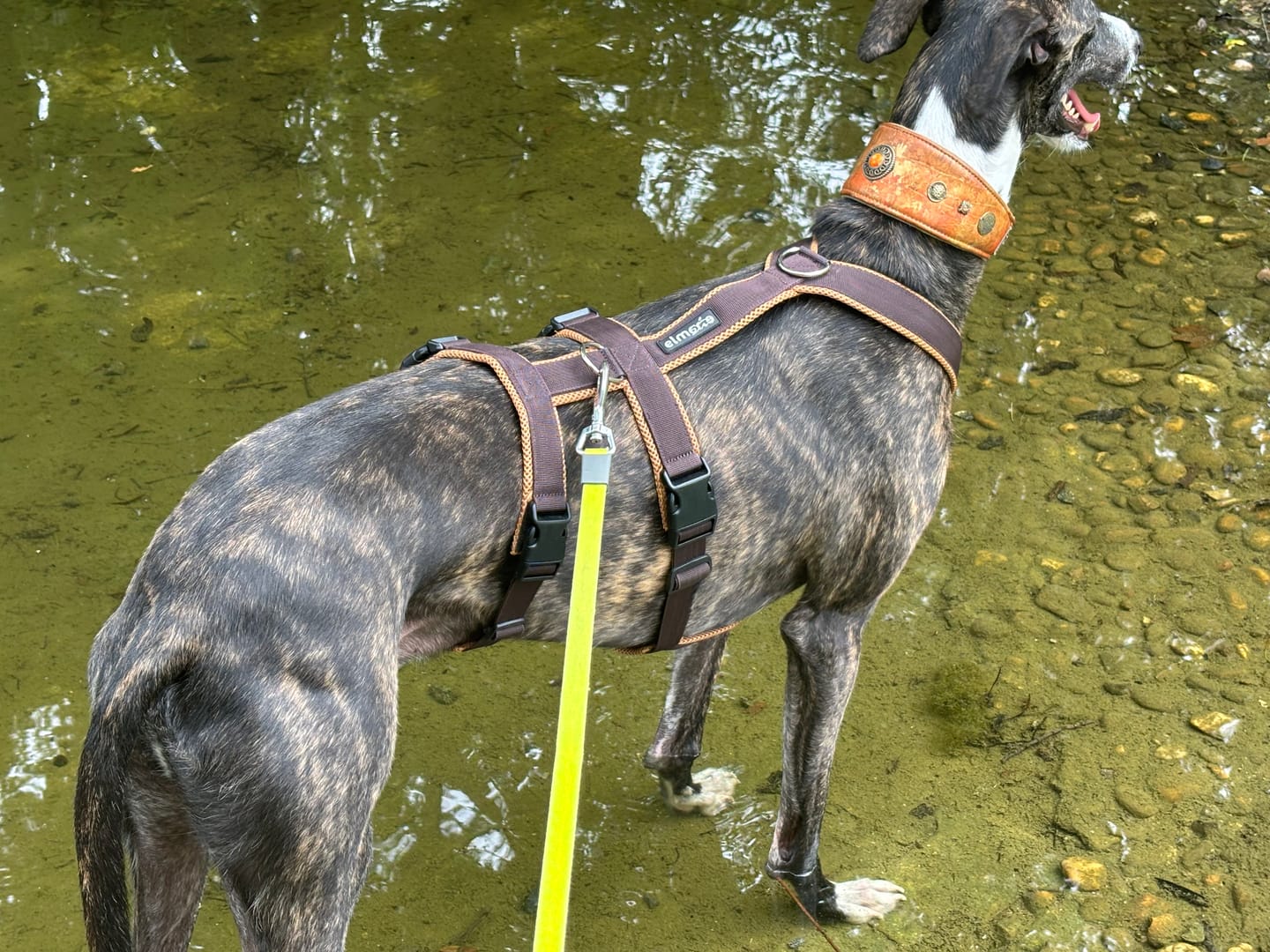 Customer photo review of Sicherheitsgeschirr FUN "Toffee"