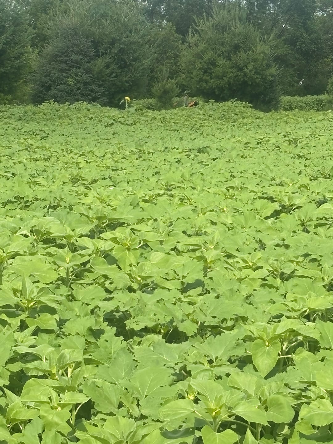 Customer photo review of Peredovik Sunflower Seeds
