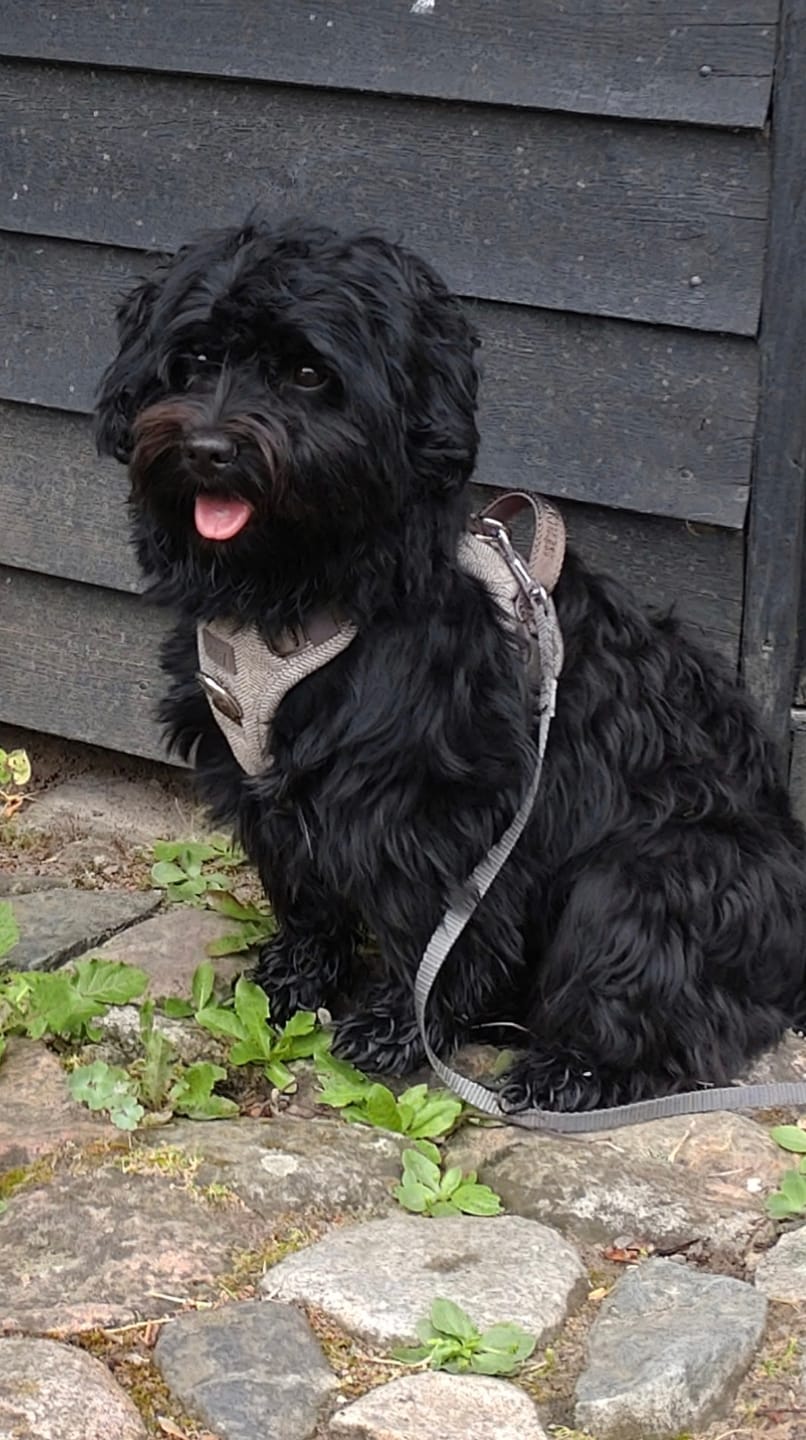 Customer photo review of Staey - Elma Hundesele, Mocca