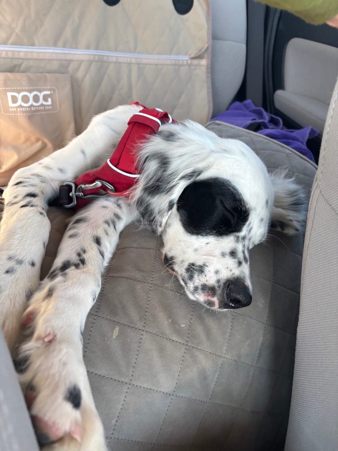 Customer photo review of Dog Car Seat - Large