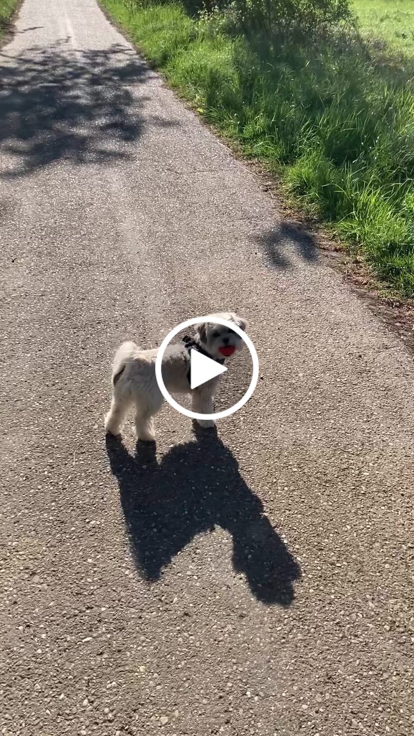 Customer video review of Allergietest Basic Hund