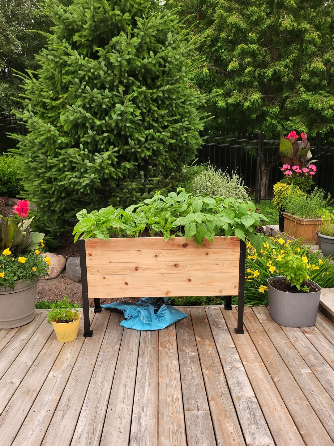 Customer photo review of 18" x 48" Raised Garden Bed - 30" TALL - Select Grade