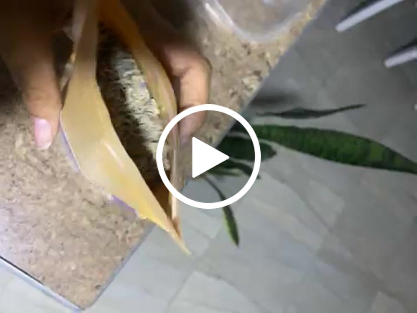 Customer video review of Flores de Lavanda orgánicas