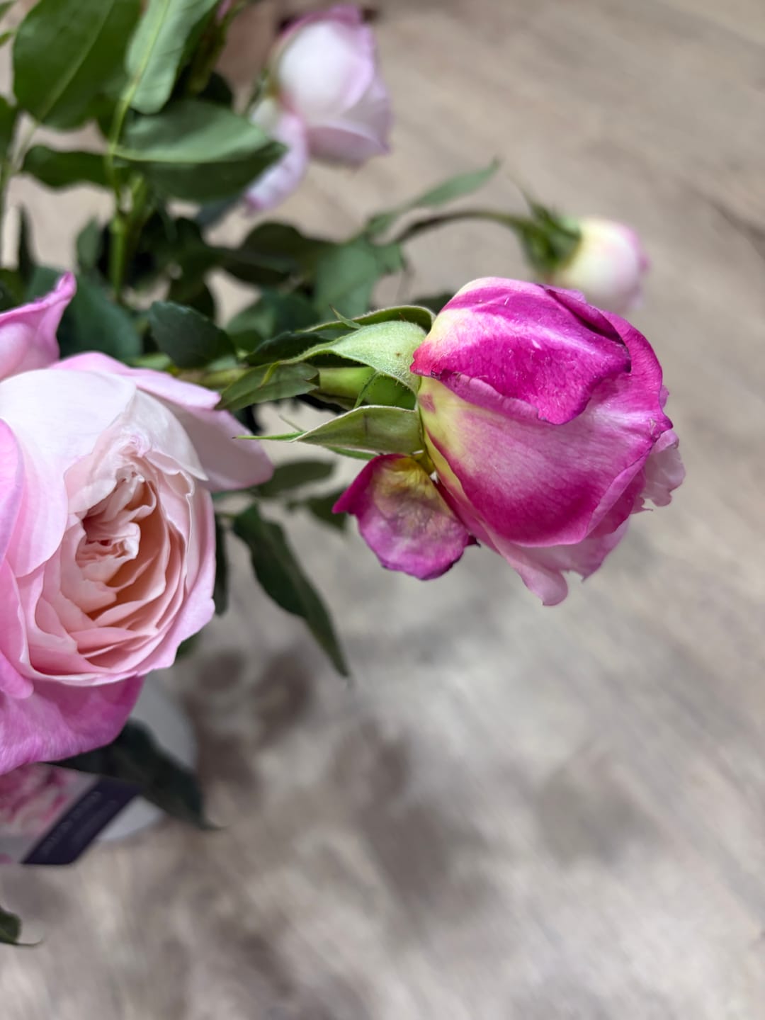 Customer photo review of Keira™ David Austin® Rose Bouquet