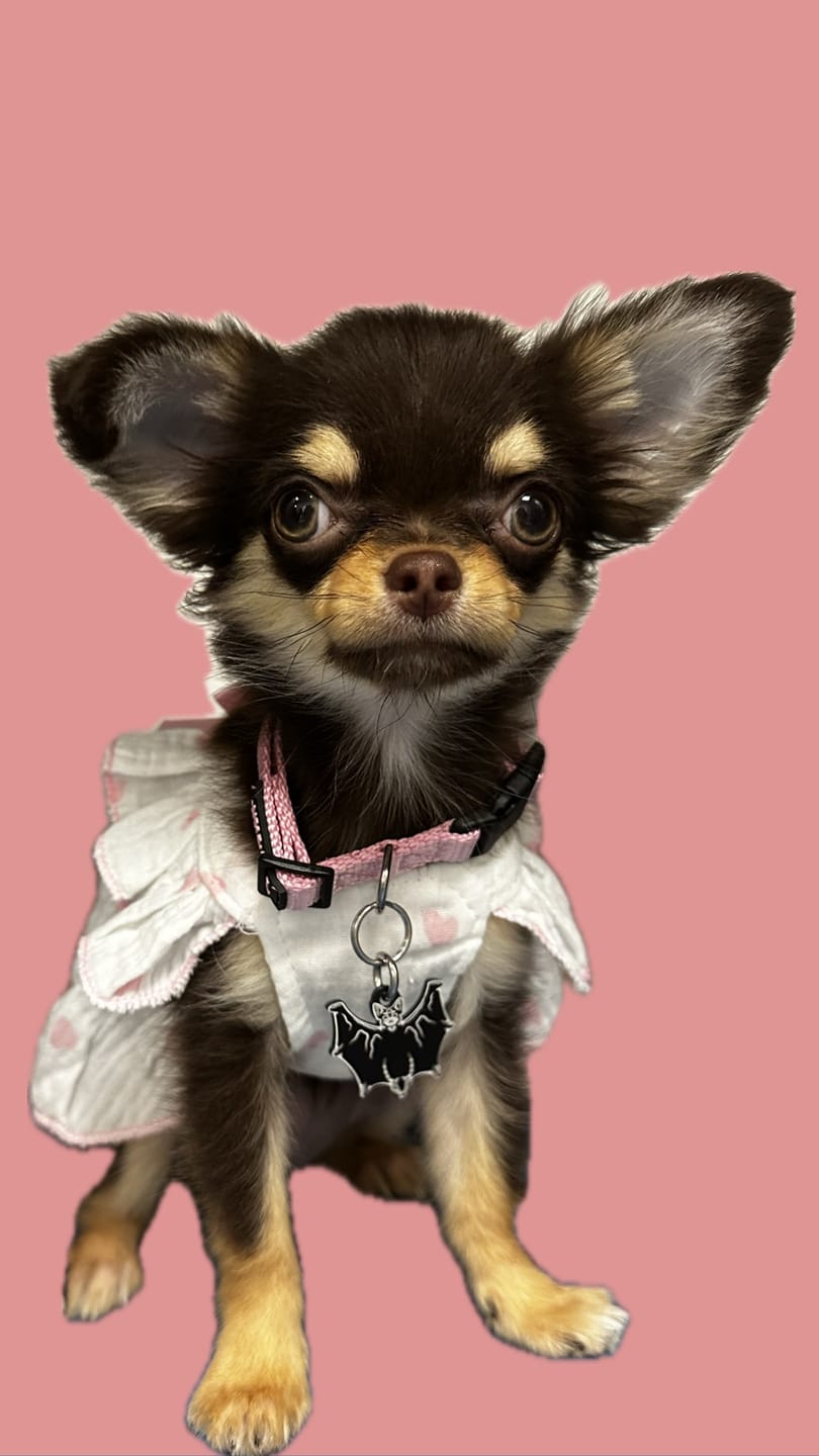Customer photo review of PET TAG