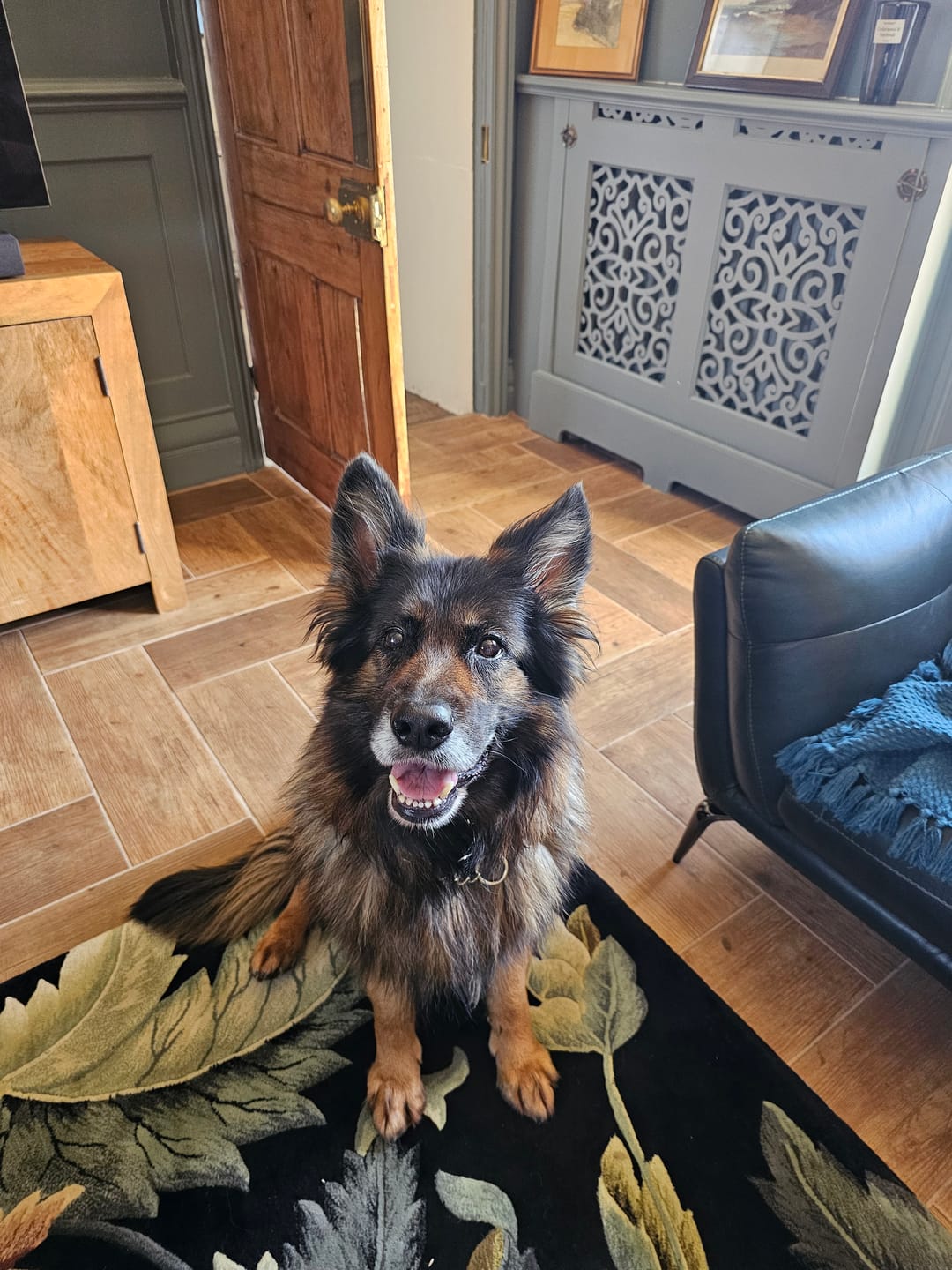 Customer photo review of Dog Duo Pack