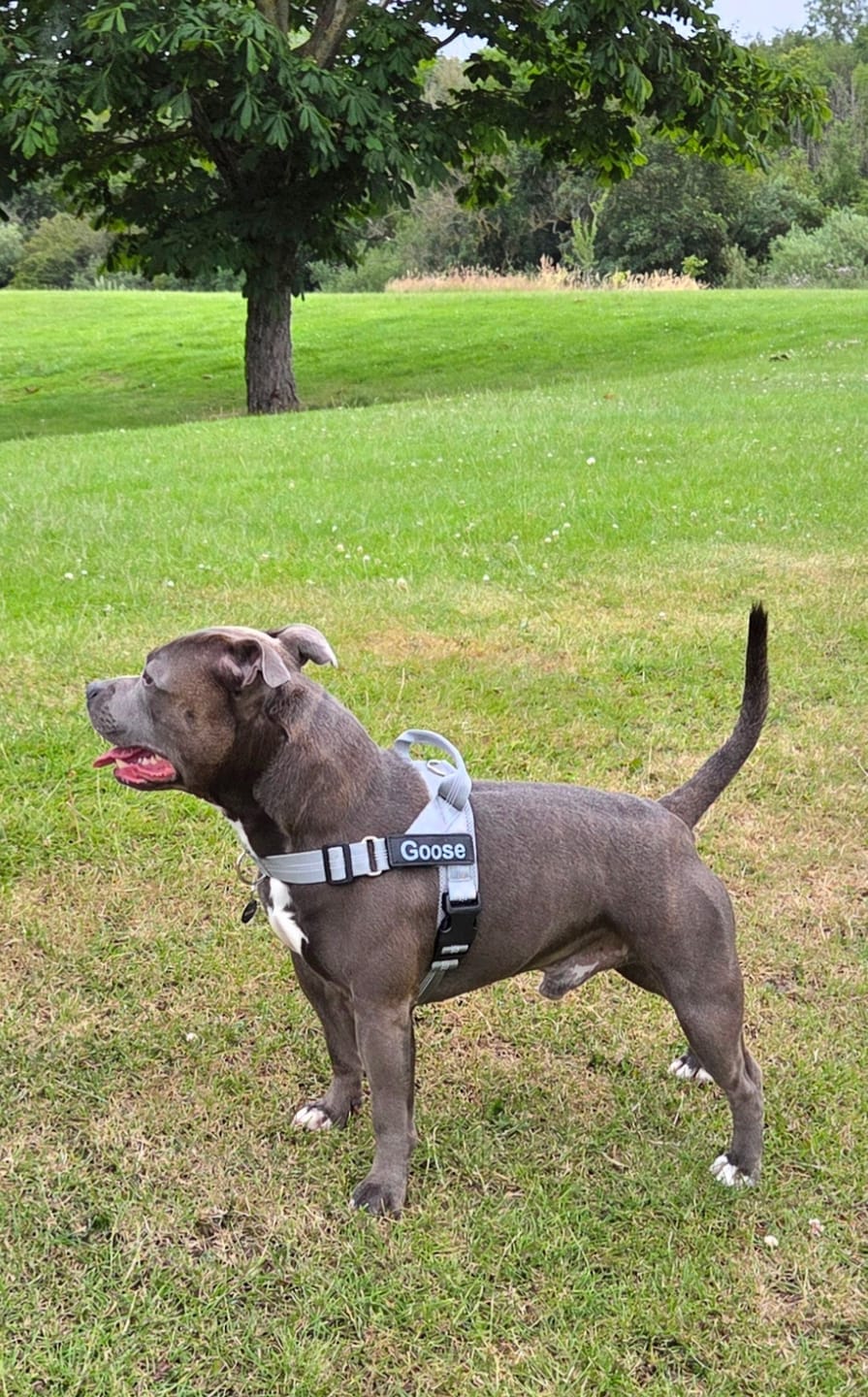 Customer photo review of MellowPurr Çekiş Önleyici Köpek Göğüs Tasması | Ön Klipsli Kontrol