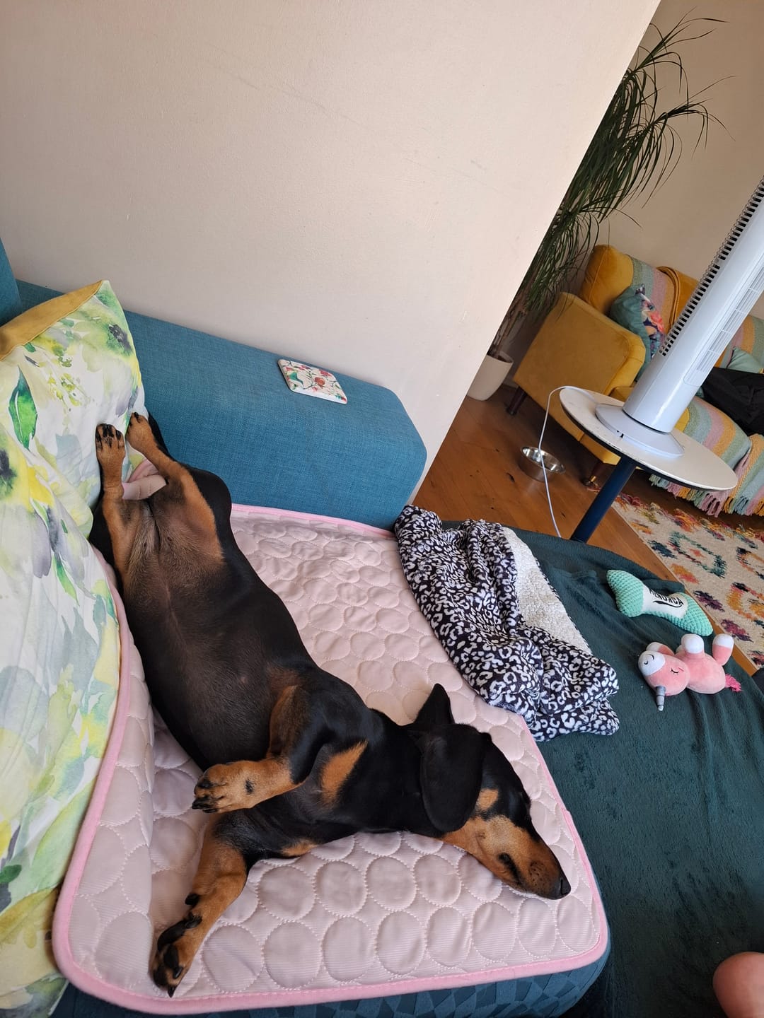 Customer photo review of Sausage Snooze Cooling Mat
