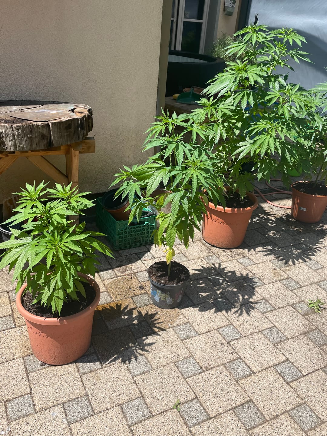 Customer photo review of Premium Pulverdünger | VBX + SHINE für Erde & Hydro