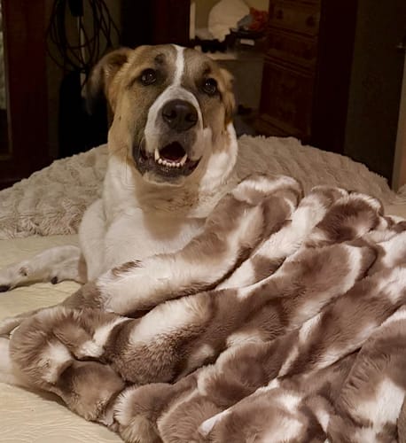 Customer's happy dog lying on a bed with the fluffy Cloudy Day Brown Pet Blanket.