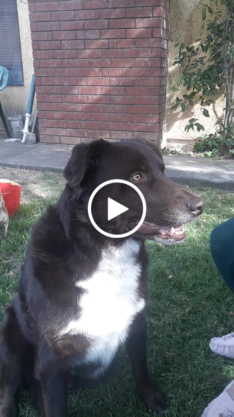 Customer video review of Apoquel Tablets for Dogs  – Allergy & Skin Care