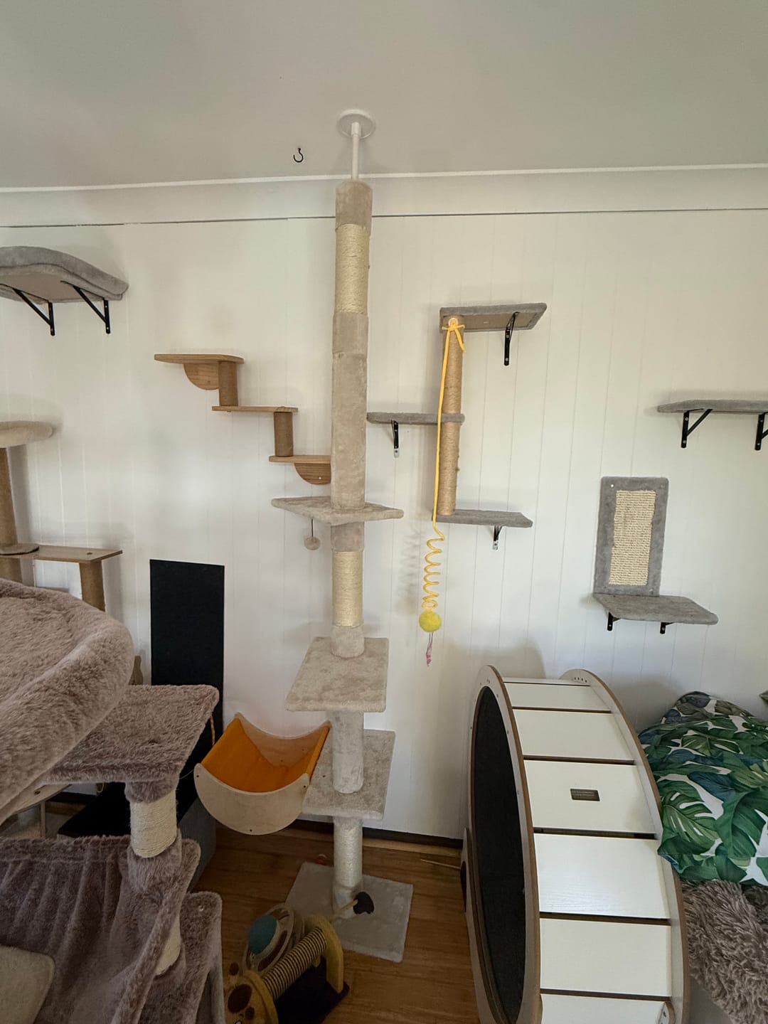 Customer photo review of Floor to Ceiling Cat Tree 230-275cm