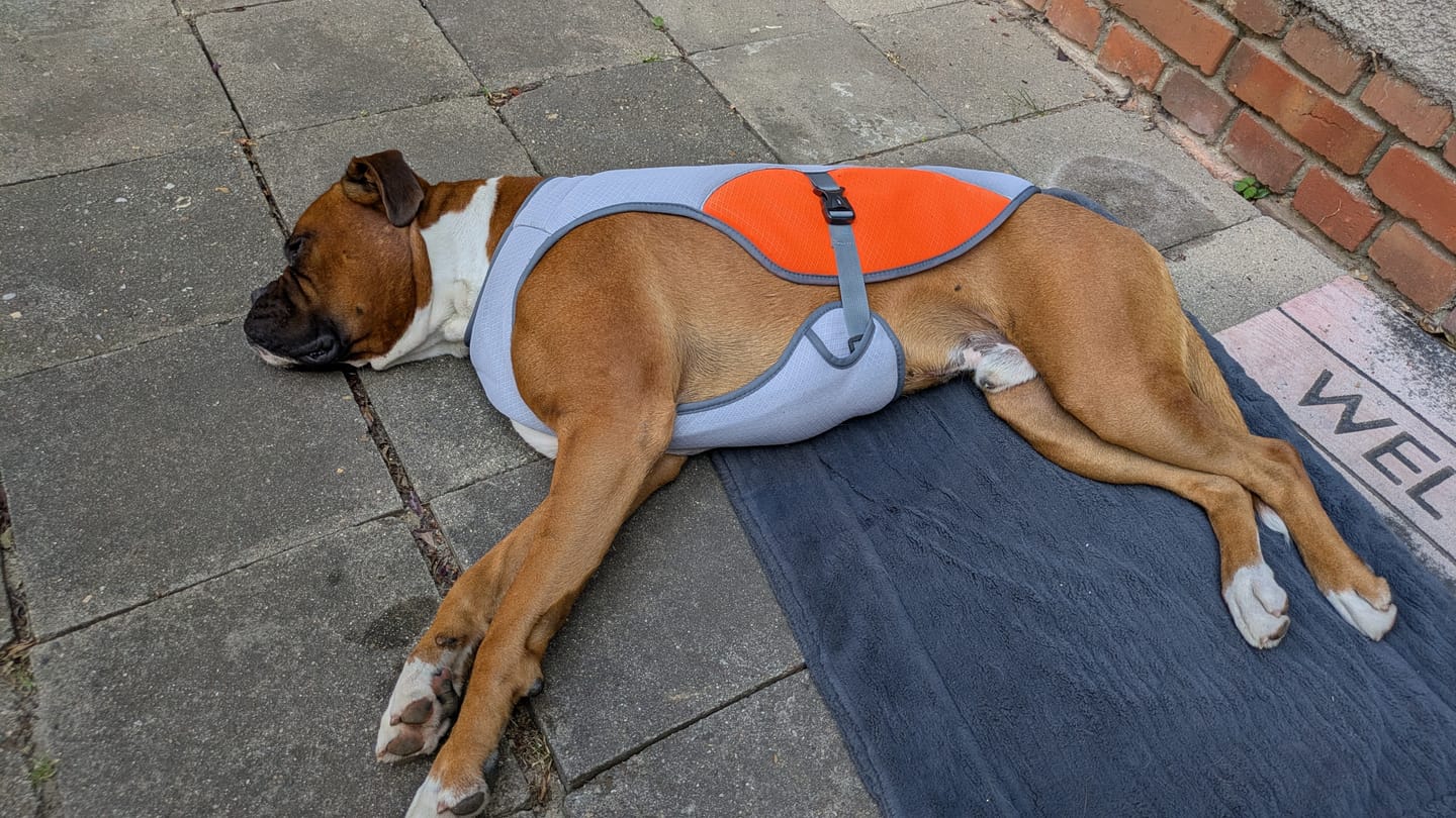 Customer photo review of TruePet Kühlweste Pro™ | Kühlweste & Geschirr in einem | Verdunstungskühlung · Reflektierend · Verstellbar | S–XXXL
